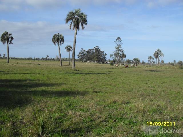 Chacra de 13 Has a solo 9 km de Castillos - 3