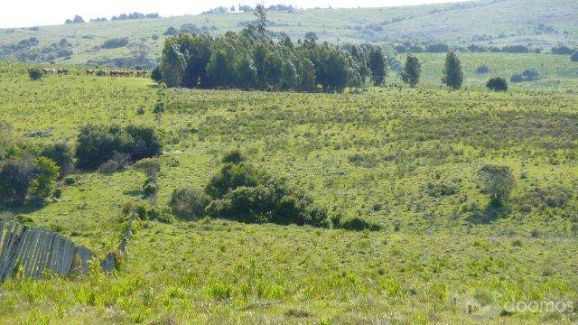 Particulier vend terrain 30,2 hectares, Pueblo Eden, Uruguay. 16000 us$/hect, soit 483000 Us$ - 2