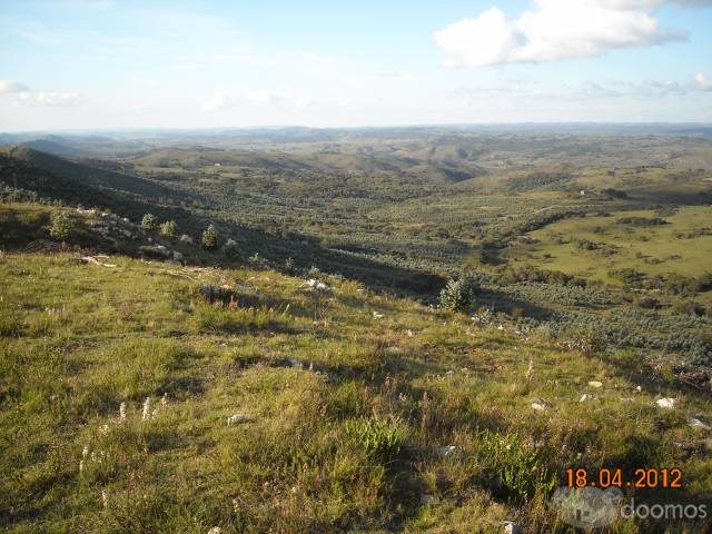 Campo Forestado De 246 Hectáreas en límite de Lavalleja y Maldonado - 1