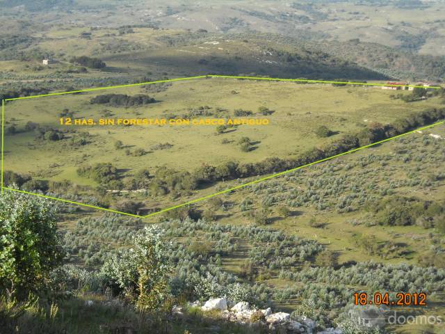 Campo Forestado De 246 Hectáreas en límite de Lavalleja y Maldonado - 2