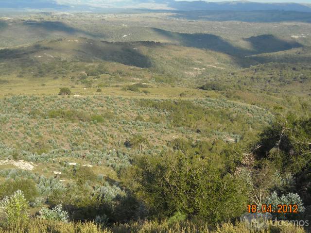 Campo Forestado De 246 Hectáreas en límite de Lavalleja y Maldonado - 3