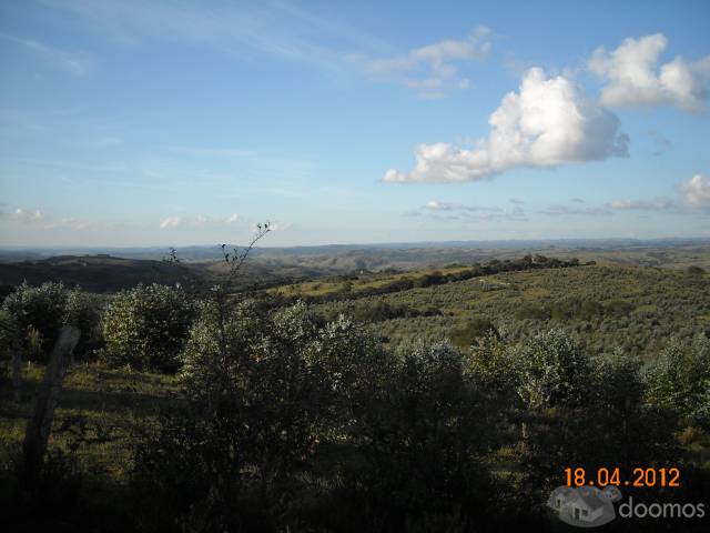 Campo Forestado De 246 Hectáreas en límite de Lavalleja y Maldonado - 4