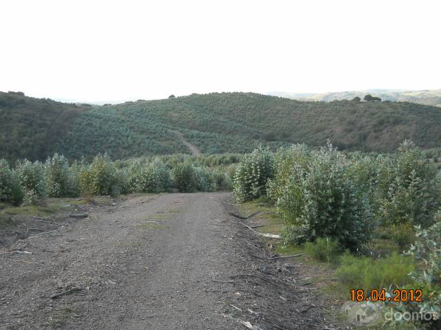 Campo Forestado De 246 Hectáreas en límite de Lavalleja y Maldonado - 6