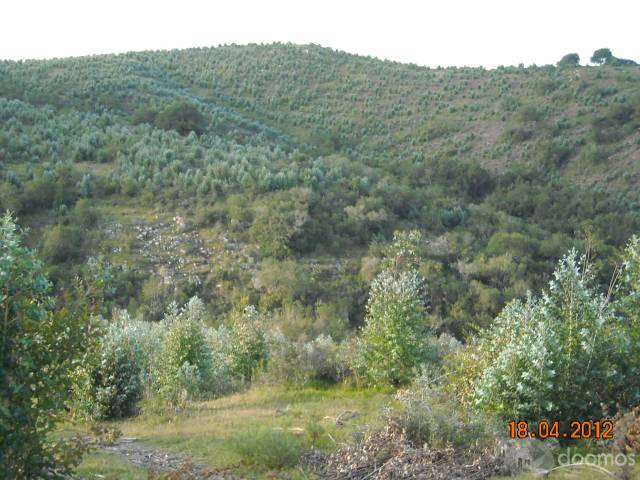 Campo Forestado De 246 Hectáreas en límite de Lavalleja y Maldonado - 7