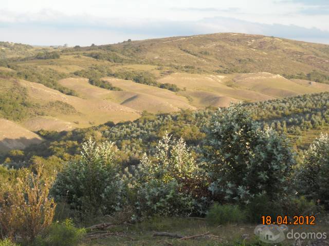 Campo Forestado De 246 Hectáreas en límite de Lavalleja y Maldonado - 8