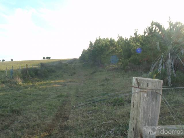 Vendo Chacra de 14 hectareas - 5