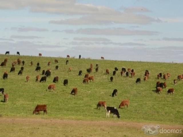 CAMPO GANADERO DURAZNO URUGUAY